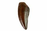 Raptor Tooth - Real Dinosaur Tooth #149076-1